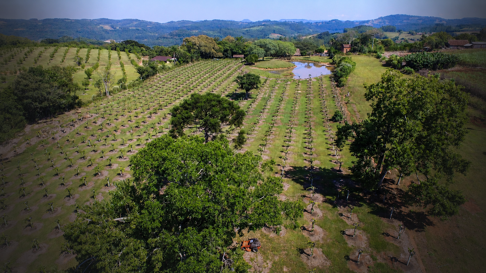 Natural pollination and biodiversity at El Porvenir Farm