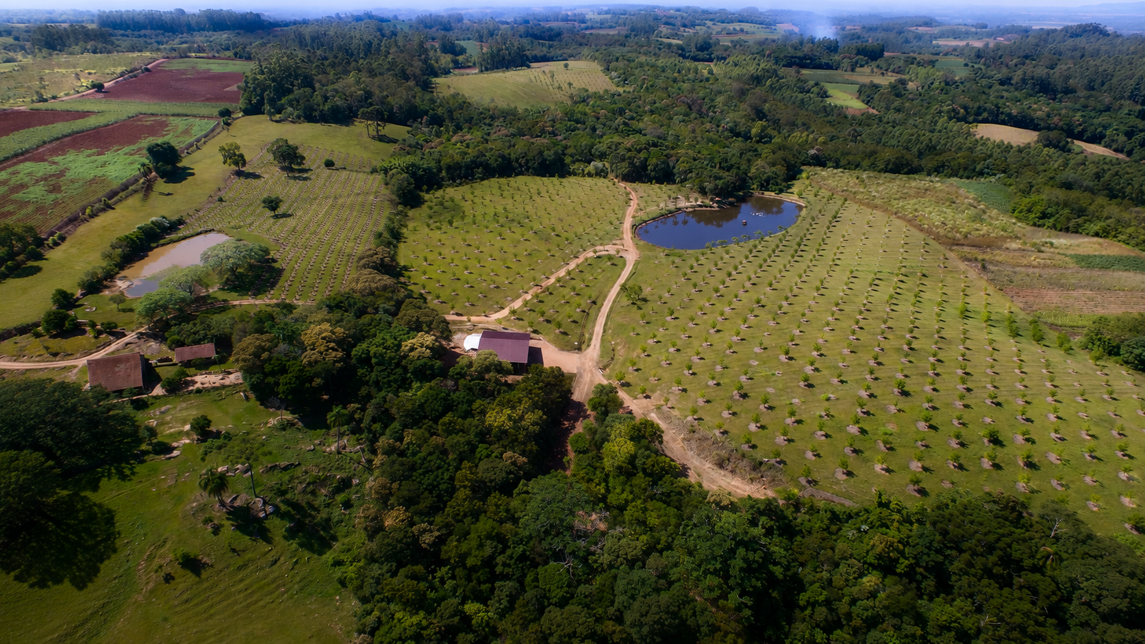 Pecan orchard rows at El Porvenir Farm